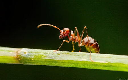 red ant on green leaf in the wild nature or in the gardenの素材