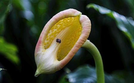 Zantedeschia aethiopica - Calla Lilyの素材