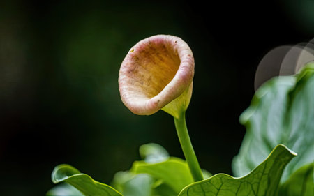 close up of calla lily flower in the rainforest.の素材