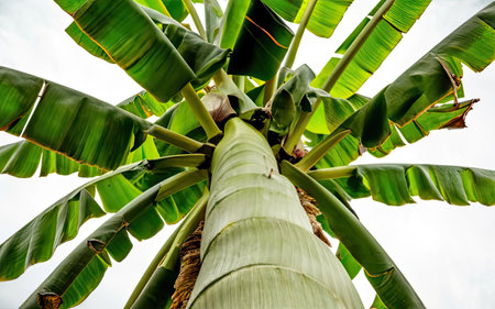 Banana tree with green leaves. Tropical background. Selective focus.の素材