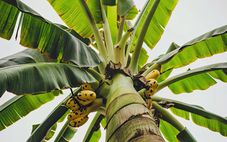 Banana tree with coconuts on it. Close up.の素材