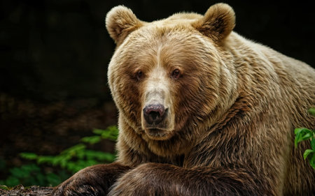 Brown bear in the forest. Portrait of a wild animal.の素材