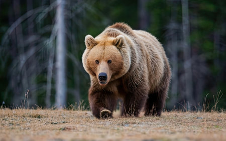Brown bear walking in the autumn forest. Scientific name: Ursus arctos.の素材