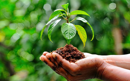 Hands holding a young green plant in the soil. Ecology conceptの素材