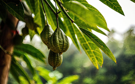Cacao pods hanging on the tree in the cacao plantationの素材