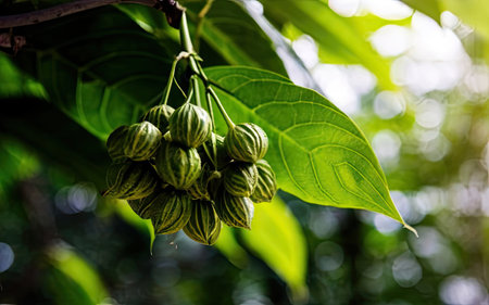 Close up of Honeysuckle fruits on tree in nature.の素材