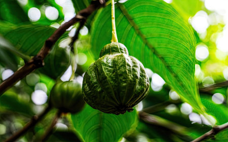 Green seed pods hanging on a tree in the garden, Thailand.の素材