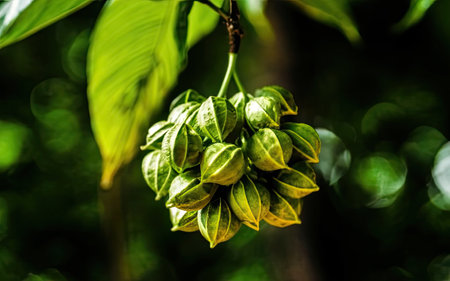 Close up of green leaves on the tree in the forest, Thailand.の素材