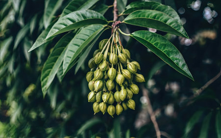 Close up of fresh green fruit on the tree with blurred background.の素材