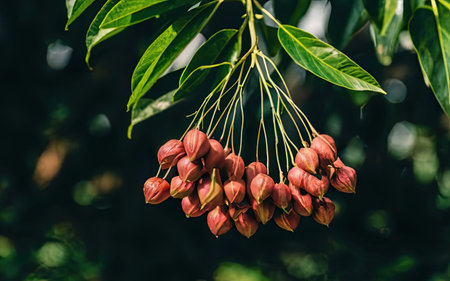 Close up of red flowers on a tree in a garden in summerの素材