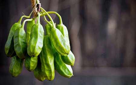 Closeup of fresh green seed pods hanging from a tree branch.の素材