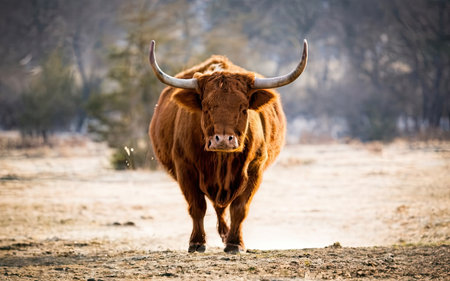Portrait of a Highland Cattle (Bos primigenius taurus)の素材