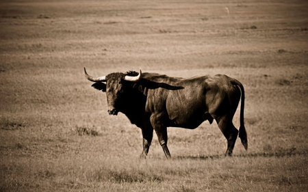 big bull in africa with big horns on the field and looking at the cameraの素材