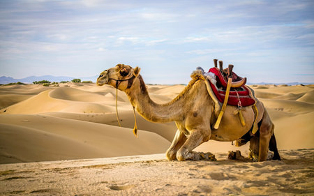 Dromedary in the Sahara desert, Merzouga, Moroccoの素材