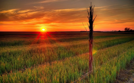 Sunset over the cornfield in the countryside of Brazil, South Americaの素材