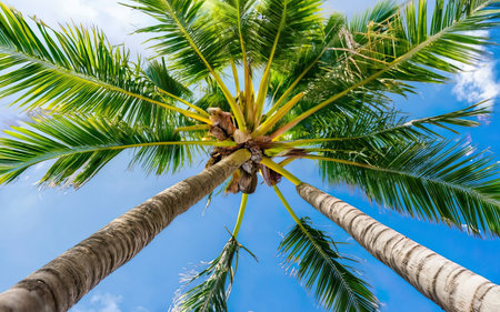 Coconut palm tree with blue sky and white cloud background.の素材