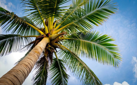 Coconut palm tree on the blue sky background with white cloudsの素材