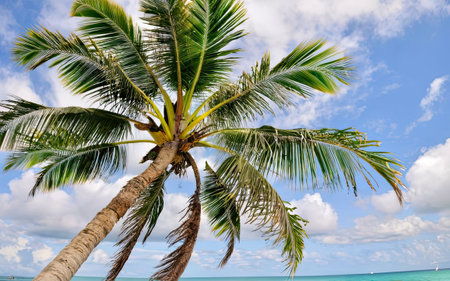 Coconut palm trees on tropical beach, Seychellesの素材
