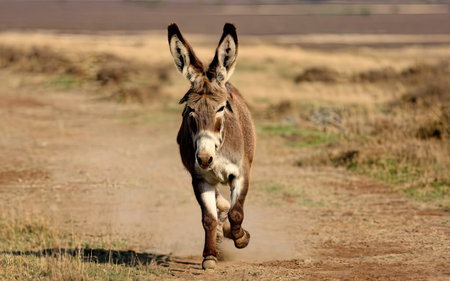 Donkey running on a dirt road in the middle of the fieldの素材