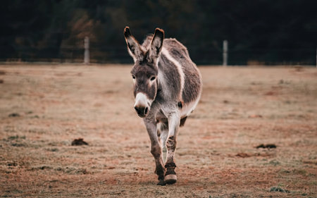 Donkey on the farm. Animal in the meadow. Wild donkey.の素材