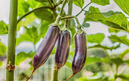 Purple eggplants growing in the vegetable garden, Thailand.の素材