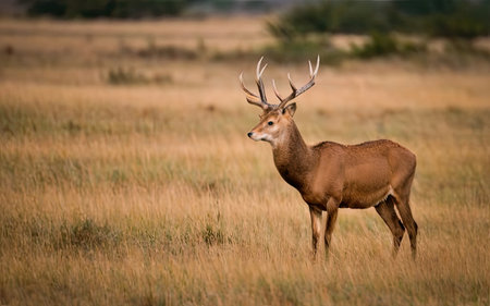 Mule Deer (Cervus elaphus) in the National Park of Kenyaの素材