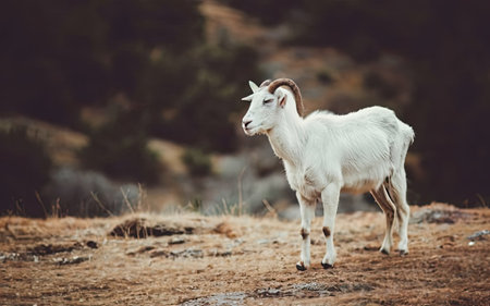 White goat in the mountains. Selective focus. Toned.の素材