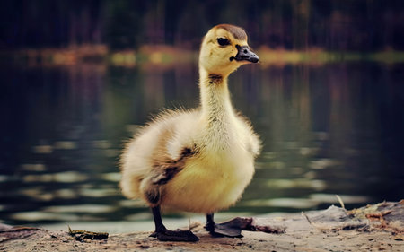 Cute little gosling standing on a log by the lakeの素材