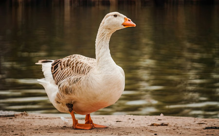 White goose standing on the shore of the lake, close-upの素材