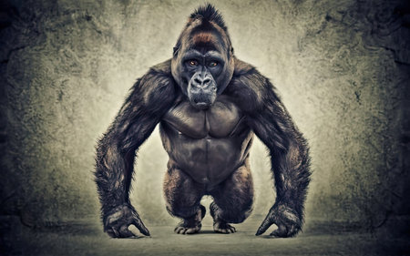 Gorilla posing in front of a grunge grey wall.の素材