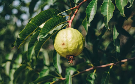 Guava fruit on the tree. Guava is a fruit of the guava family.の素材