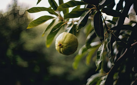 Guava fruit hanging on the tree. Guava is a fruit of the guava family.の素材