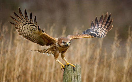Red-footed Hawk (Buteo jamaicensis)の素材