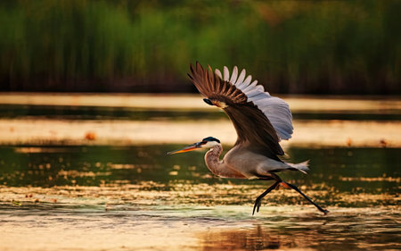 Great Blue Heron flying over the water with its wings outspreadの素材