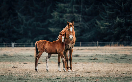 Foal with a mare in a meadow in autumnの素材