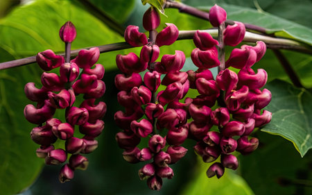 Close up of the red flowers of a cinnamomum indicum plantの素材
