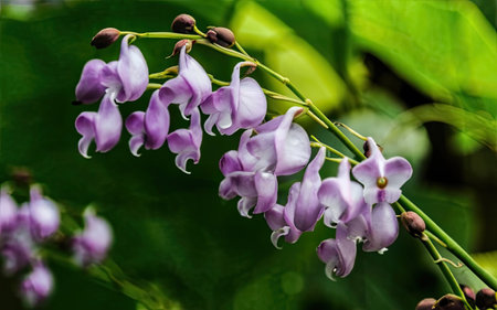 Purple orchid flowers in the garden with green leaves background.の素材