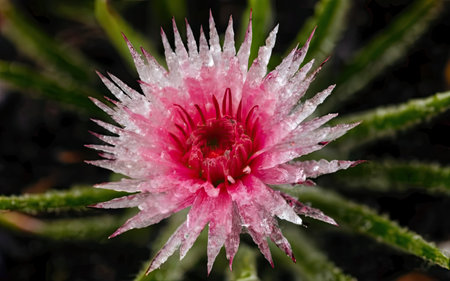 Close up of pink cactus flower with water droplets on petalsの素材