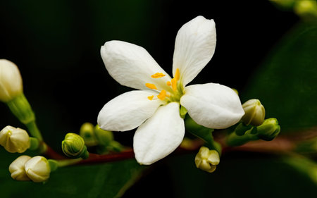 White jasmine flower on a black background. Macro shot.の素材