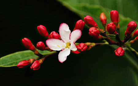 Flowering tree with red and white flowers on a dark backgroundの素材
