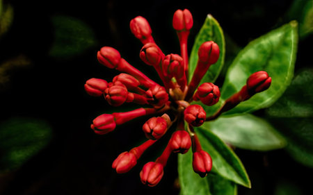 Red Ixora flower with green leaves on dark background, stock photoの素材