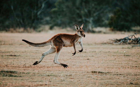 Kangaroo (Macropus giganteus) in Australiaの素材