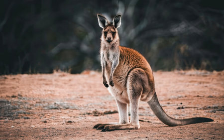 Kangaroo standing on the ground in the Australian Outback.の素材