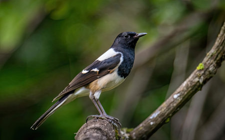Oriental Magpie Robin (Copsychus saularis)の素材