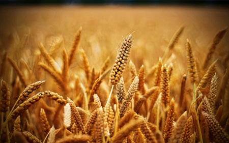 Wheat field. Ears of golden wheat close-up.の素材
