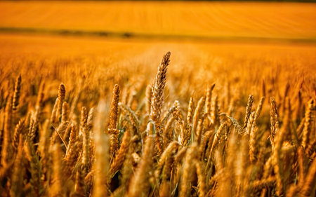 Wheat field. Ears of golden wheat close-up. Rural landscape.の素材