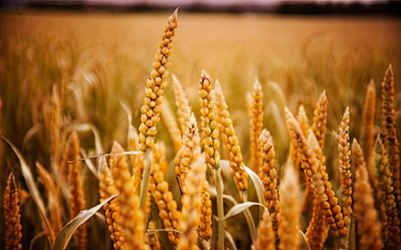 Wheat field in the summer. Shallow depth of field.の素材