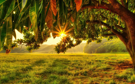 Mango tree with morning sunlight in the morning at Chiang Mai, Thailandの素材