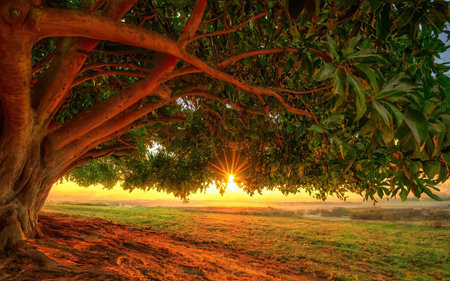 Mango tree in the morning with sun rays on the background.の素材