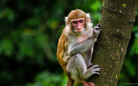 Crab-eating macaque (Macaca fascicularis) sitting on a treeの素材